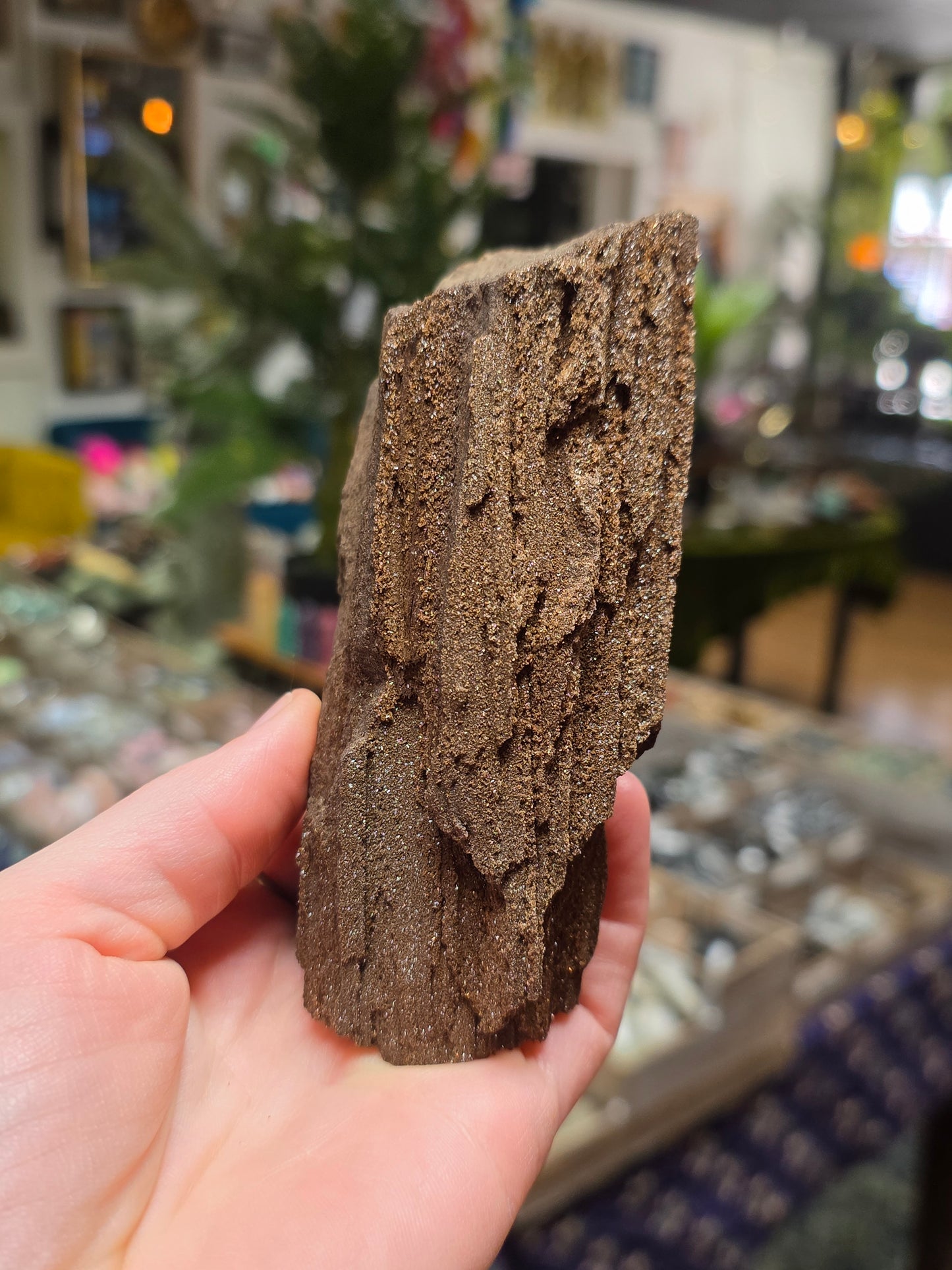 Permineralized Wood