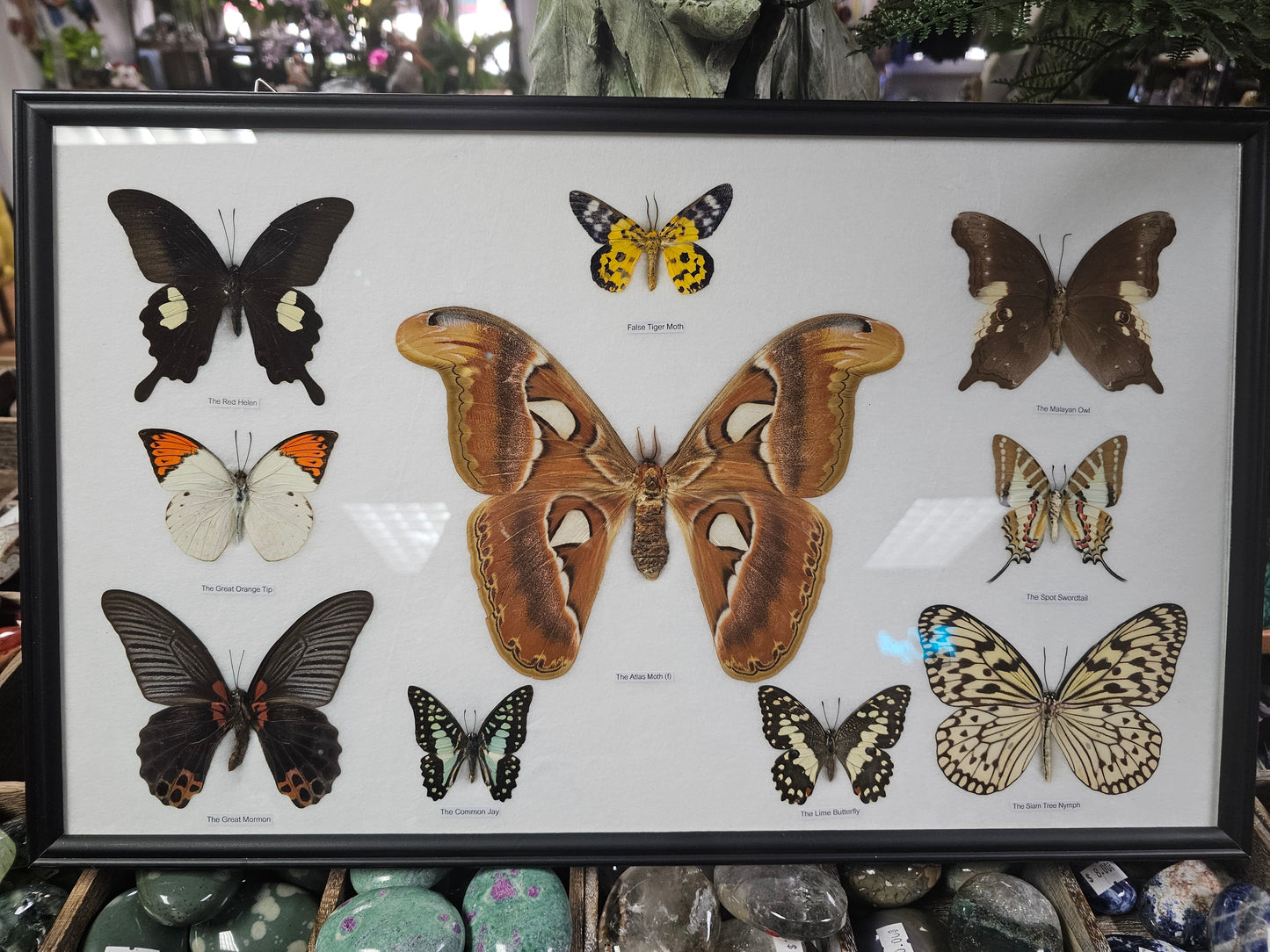 Framed Atlas Moth & Butterfly Variety