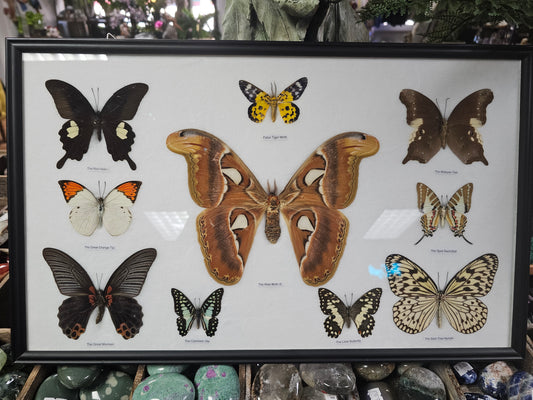 Framed Atlas Moth & Butterfly Variety