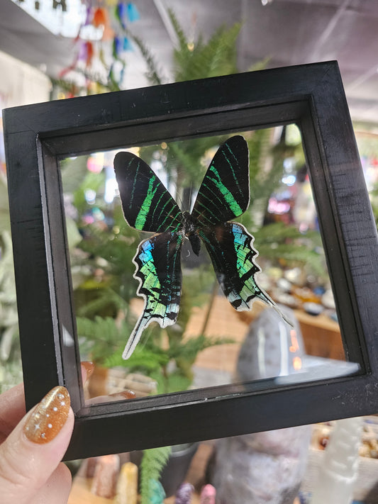 Framed Green-Banded Urania