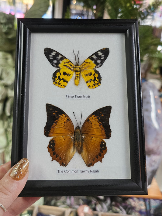 Framed Butterfly Variety