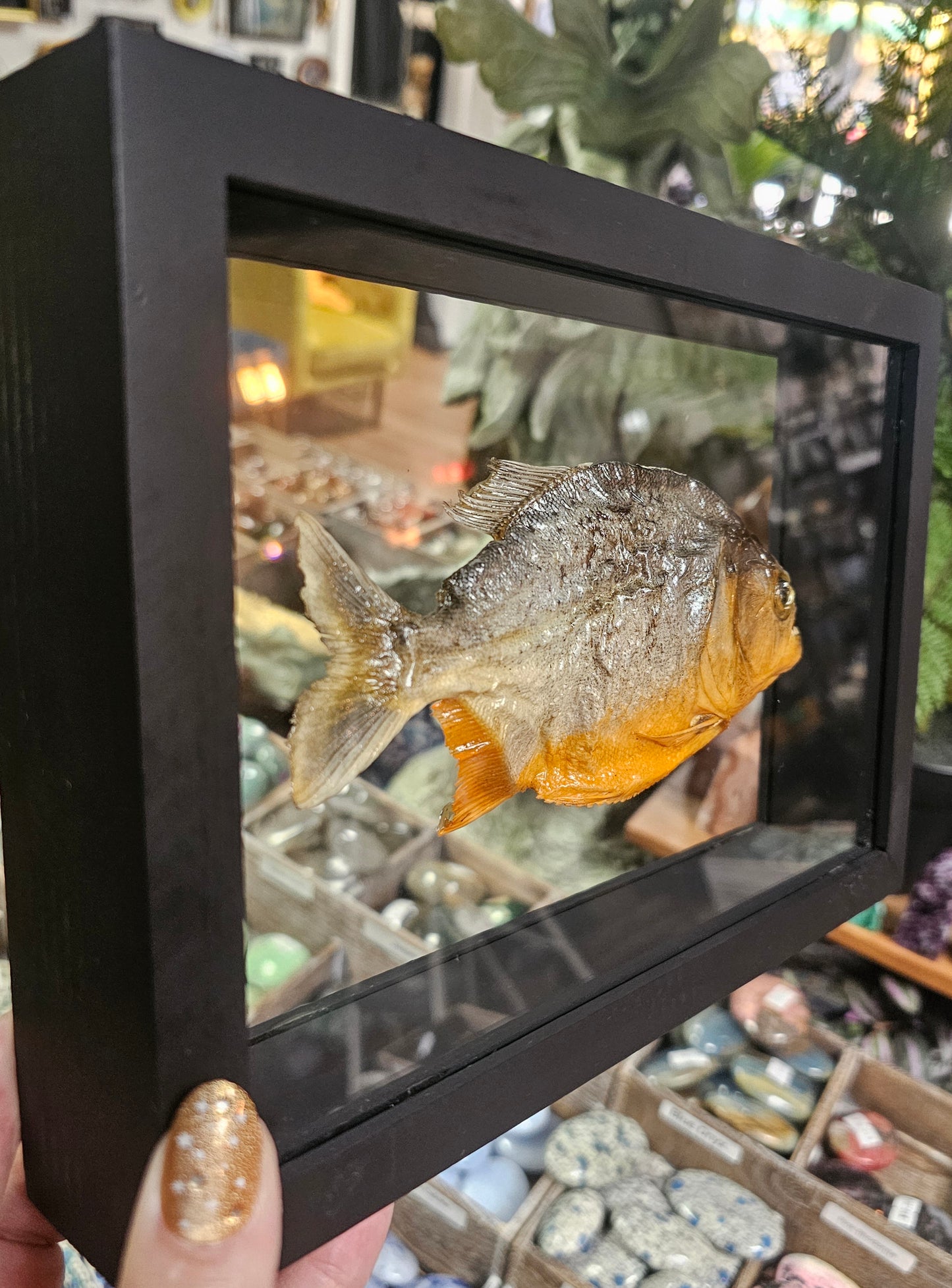 Framed Red- Bellied Piranha