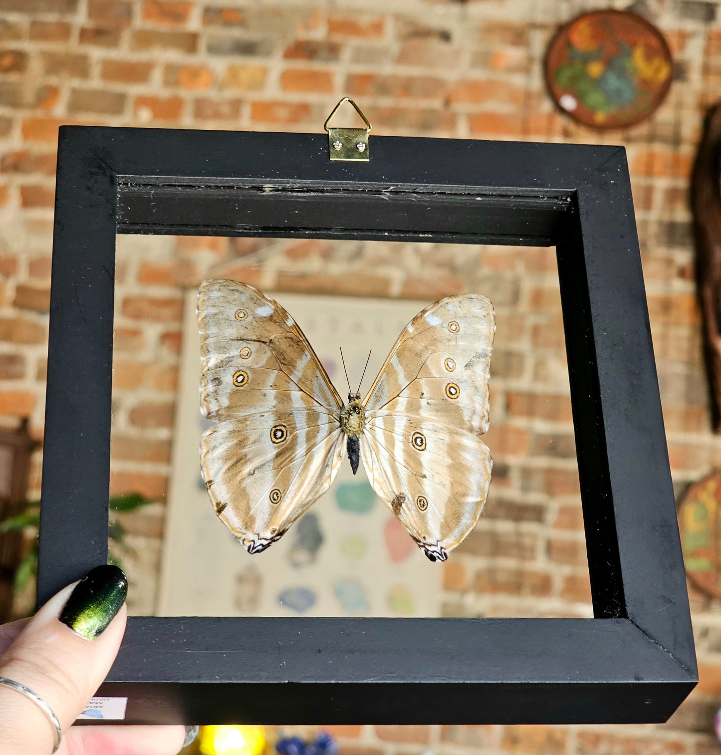 Framed Morpho