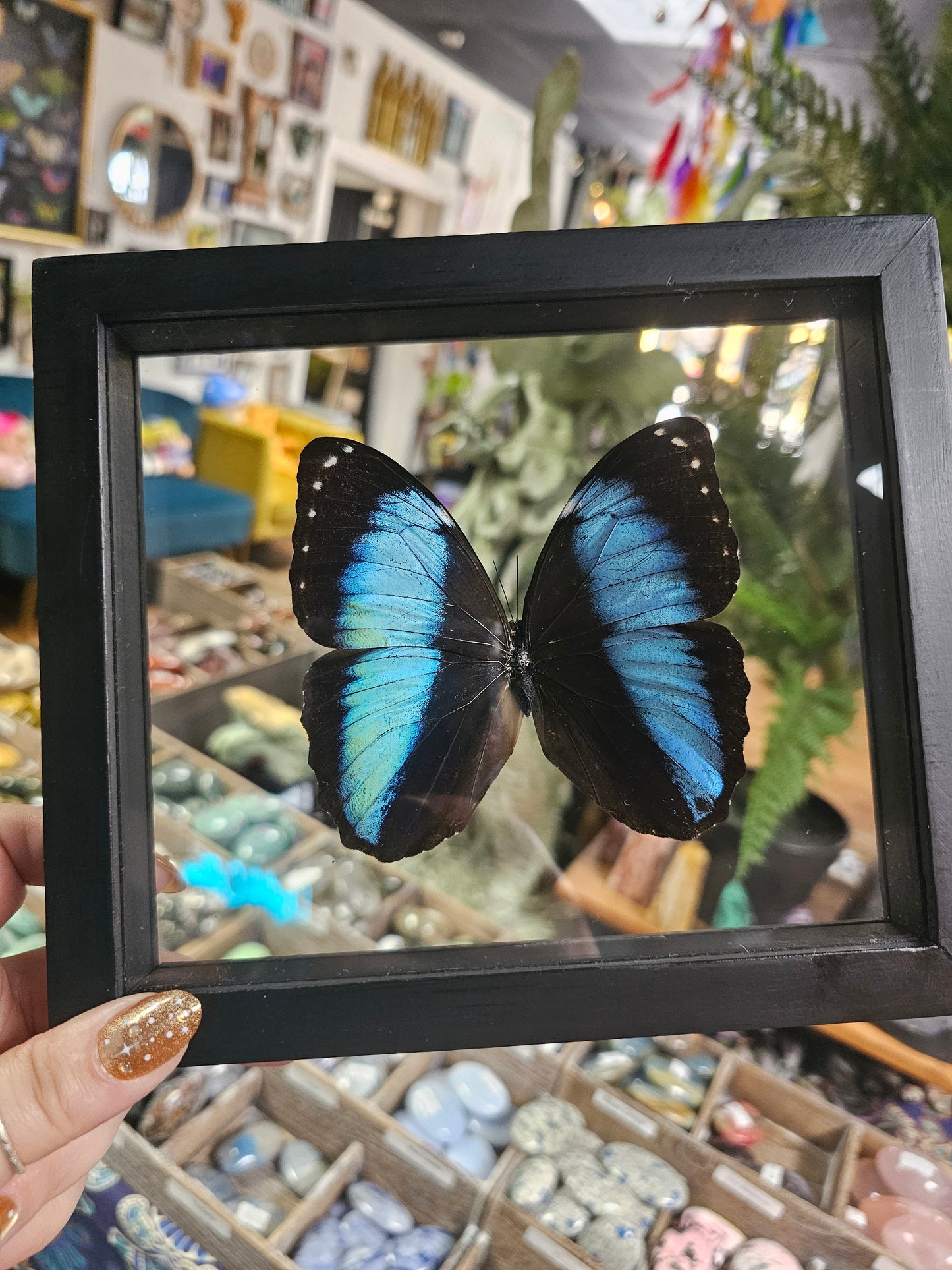 Framed Morpho Achile