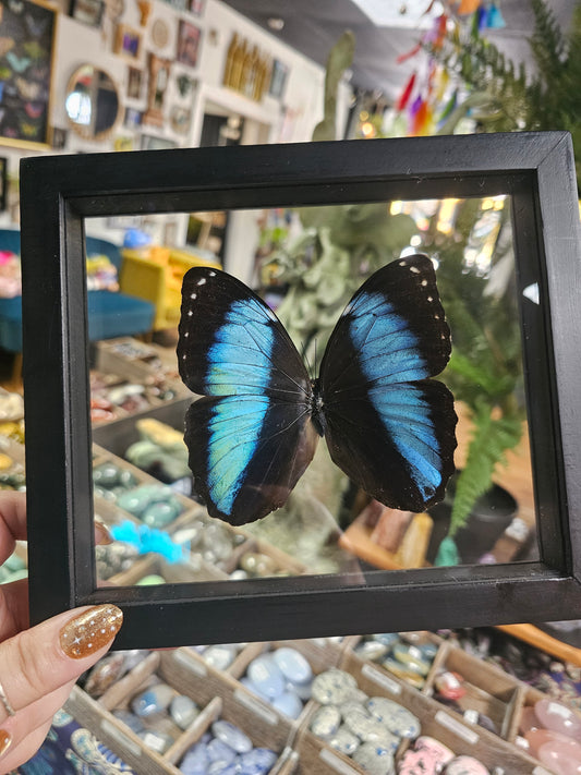 Framed Morpho Achile
