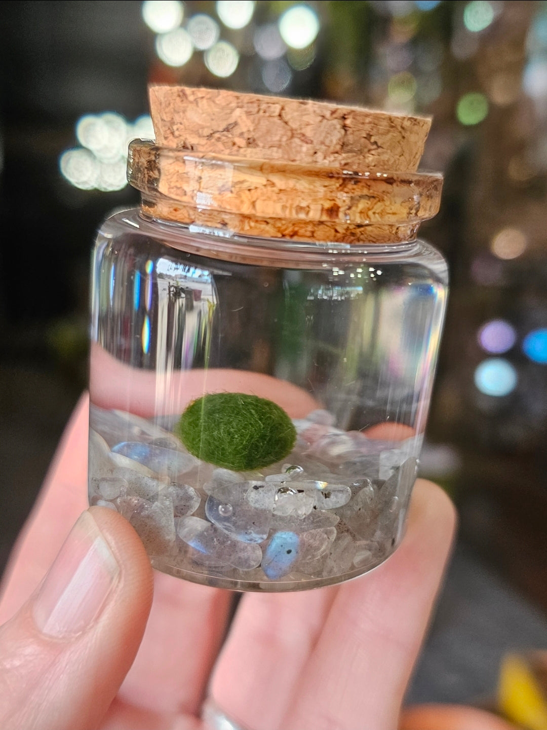 Small Marimo Moss Ball