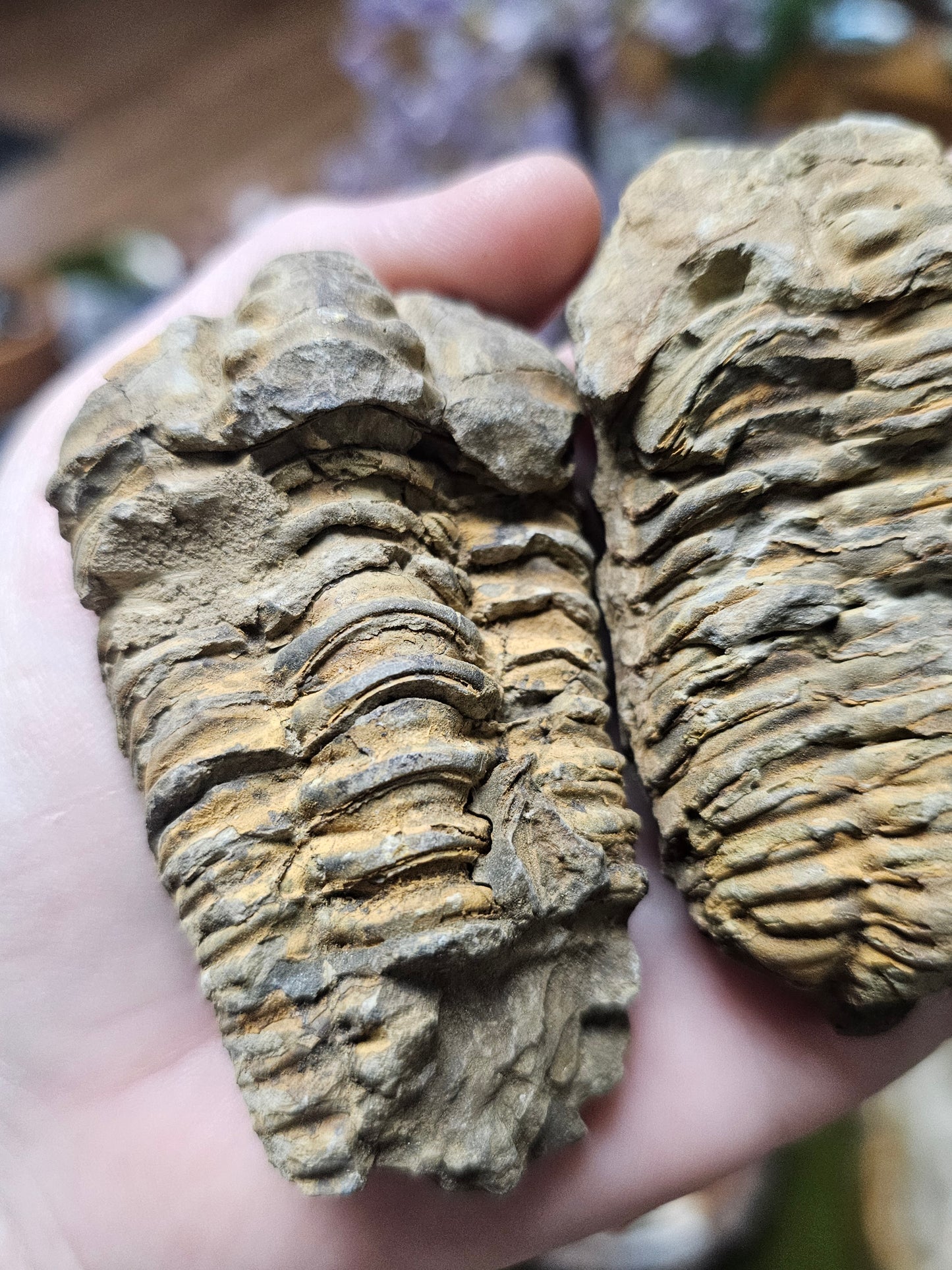 Trilobite Fossil