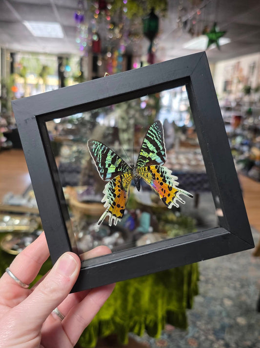 Framed Madagascar Sunset Moth