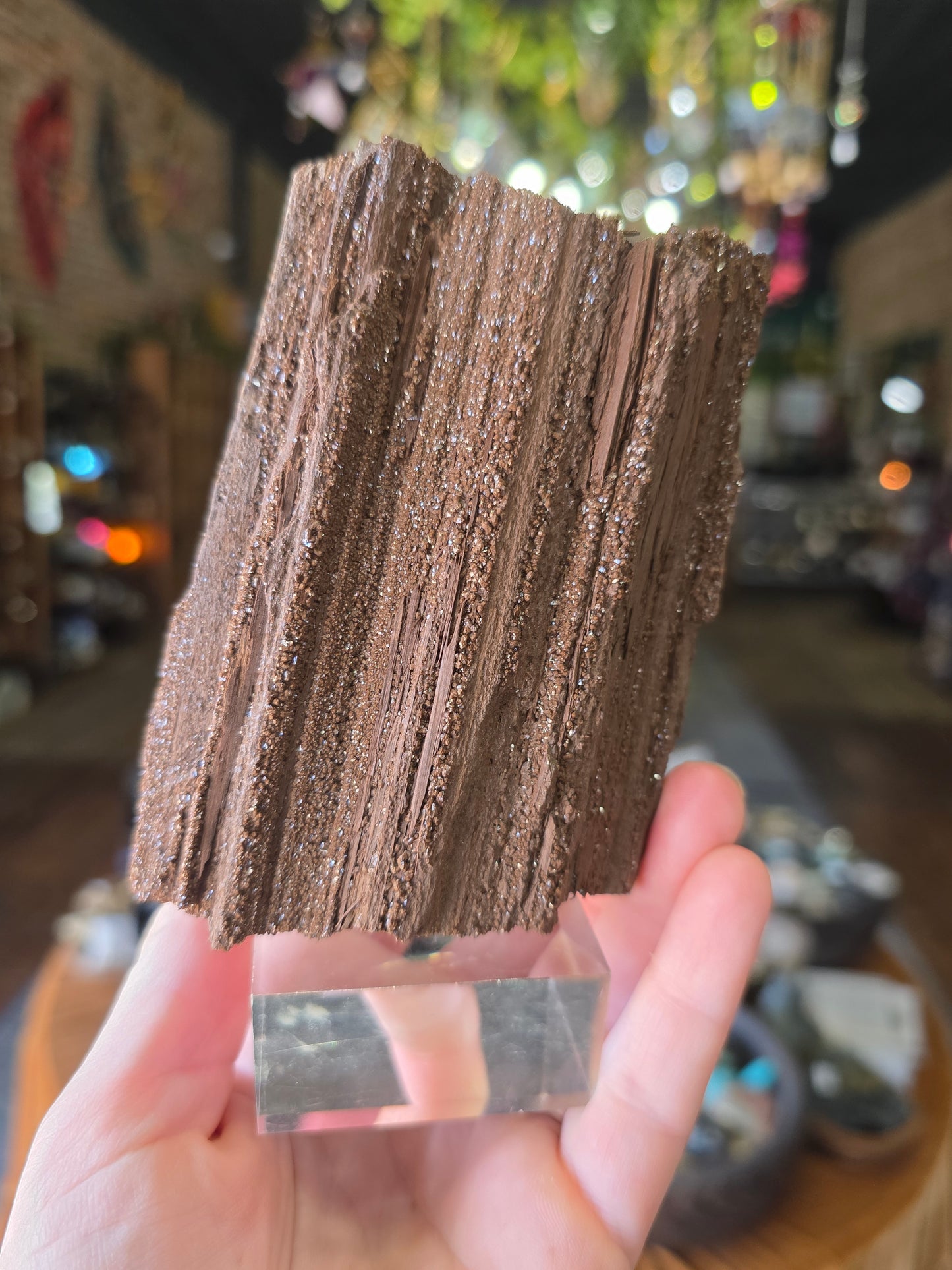 Permineralized Wood