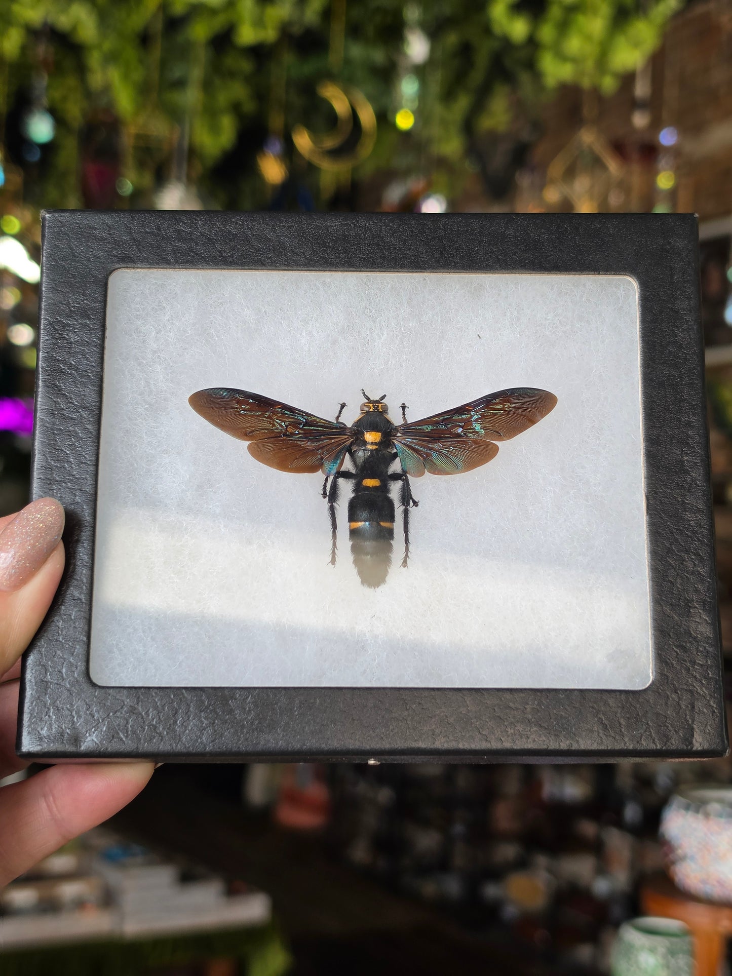 Giant Scoliid Wasp