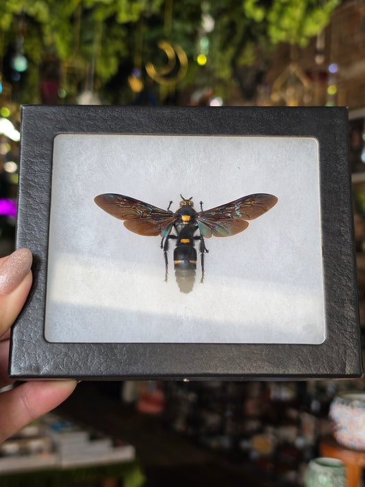 Giant Scoliid Wasp