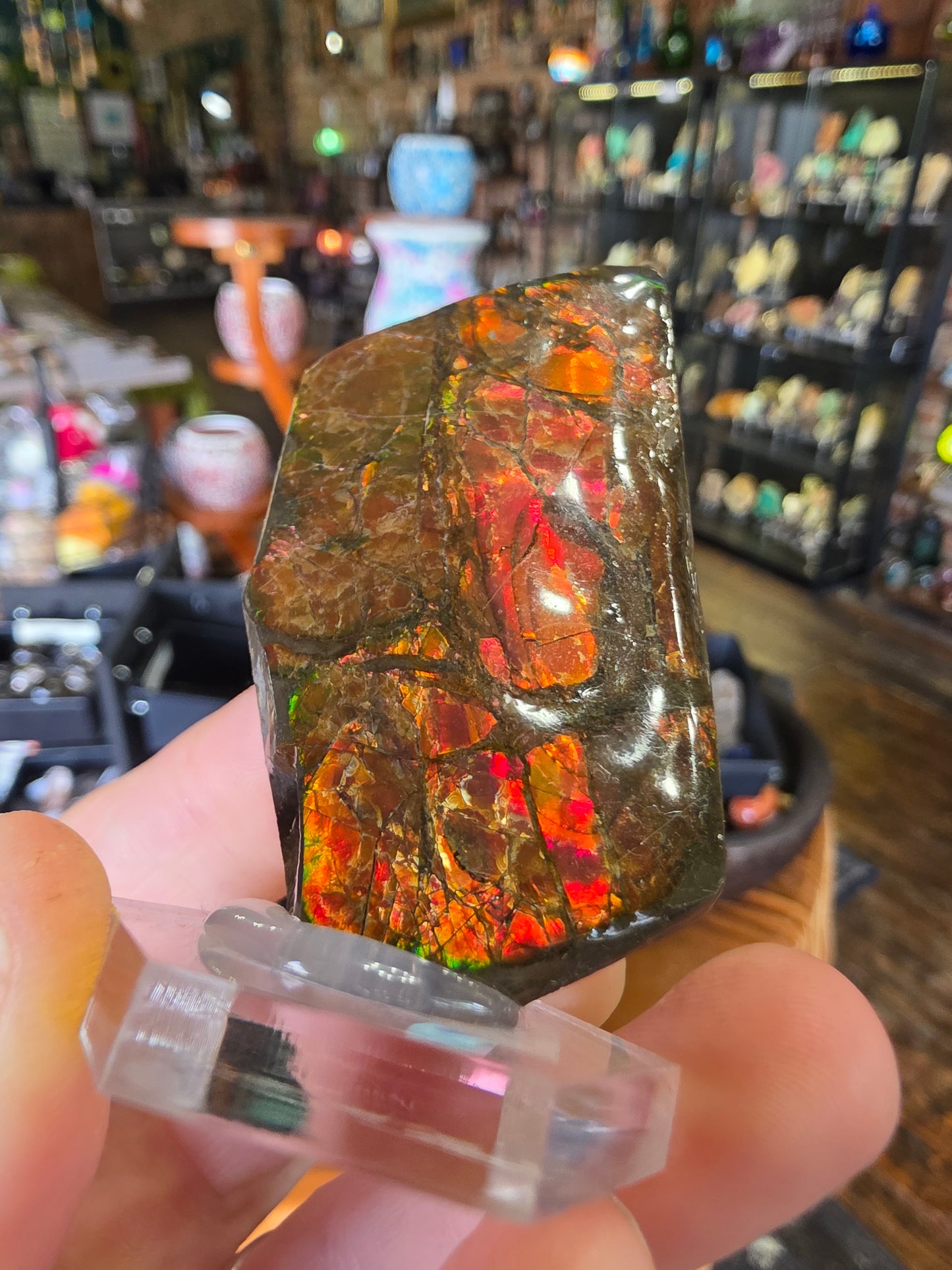 Ammolite