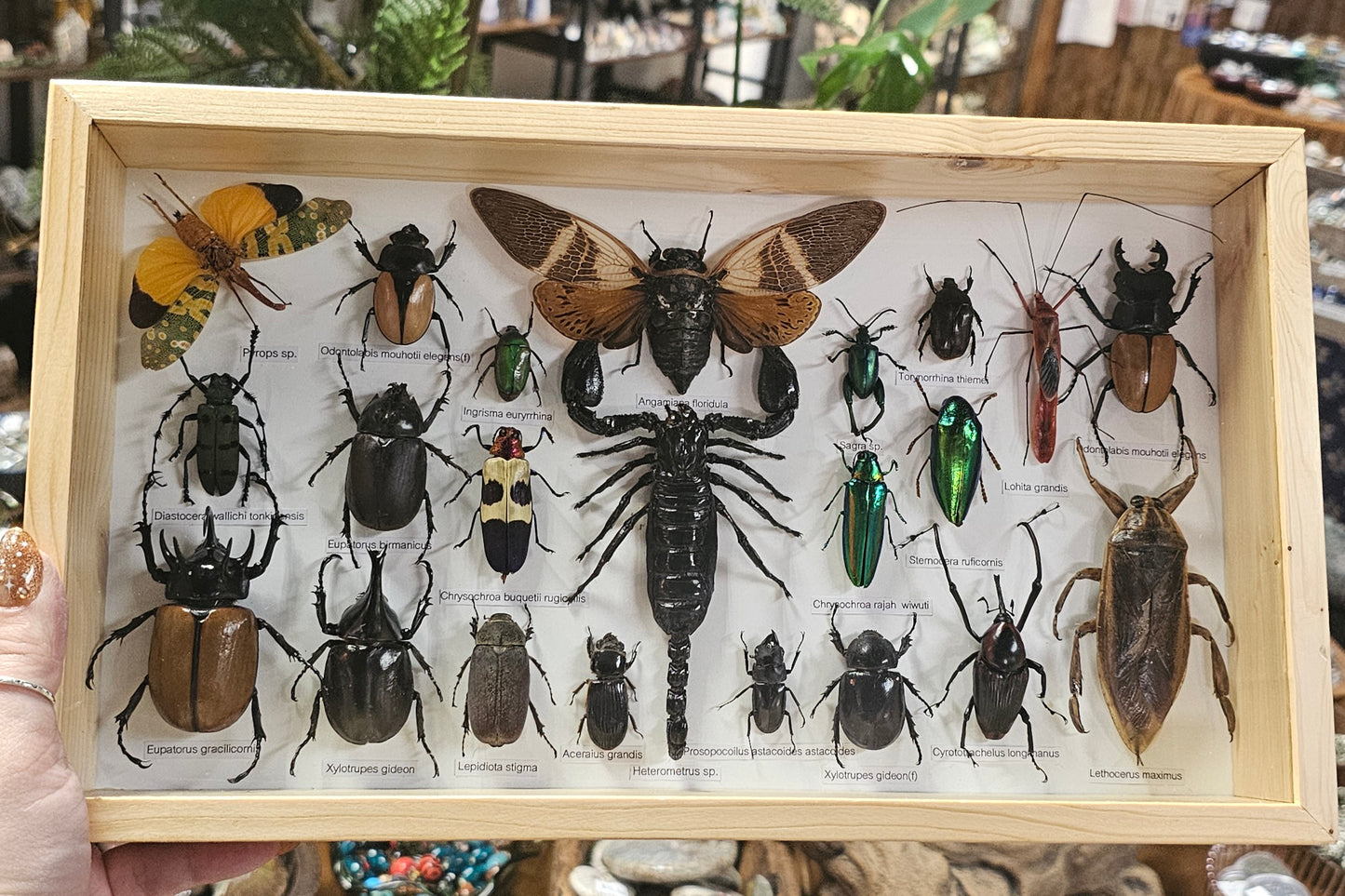 Framed Insect Variety