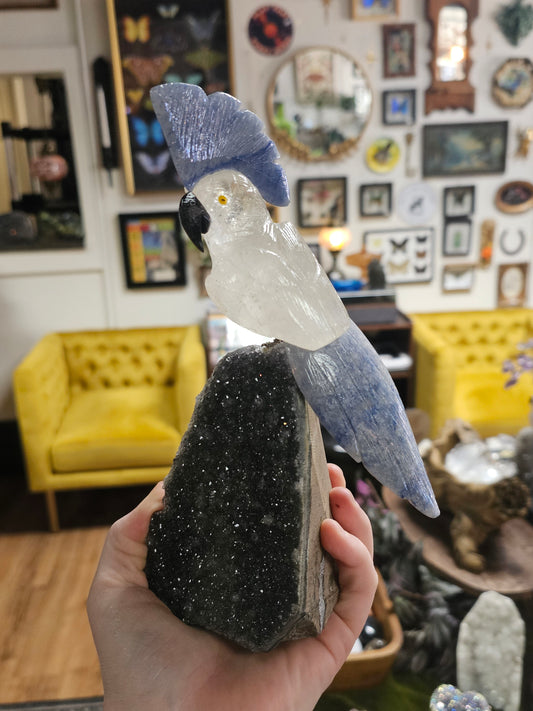 Quartz & Blue Adventurine Cockatoo Carving On Black Amethyst Cut Base Freeform