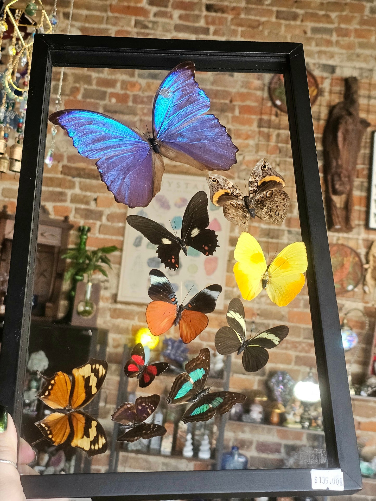Framed Butterfly Variety