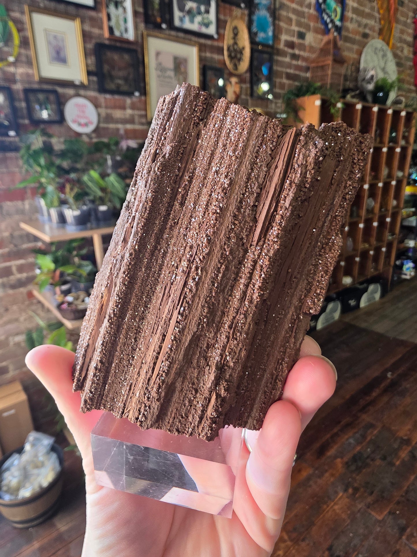 Permineralized Wood