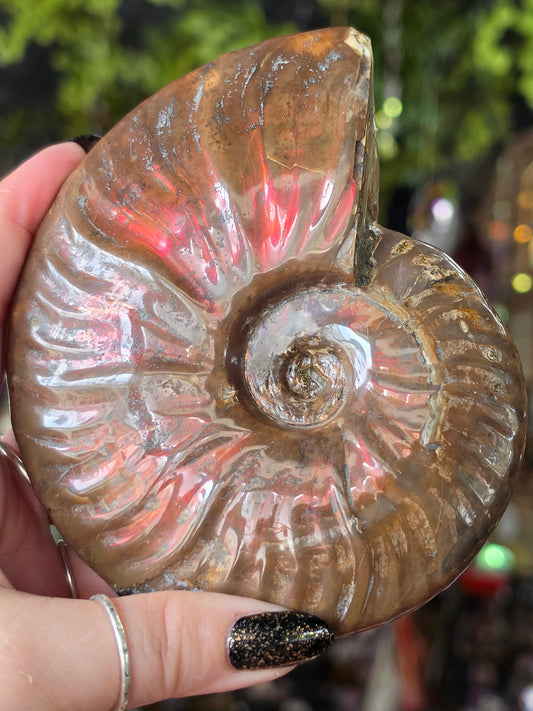 Iridescent Ammonite