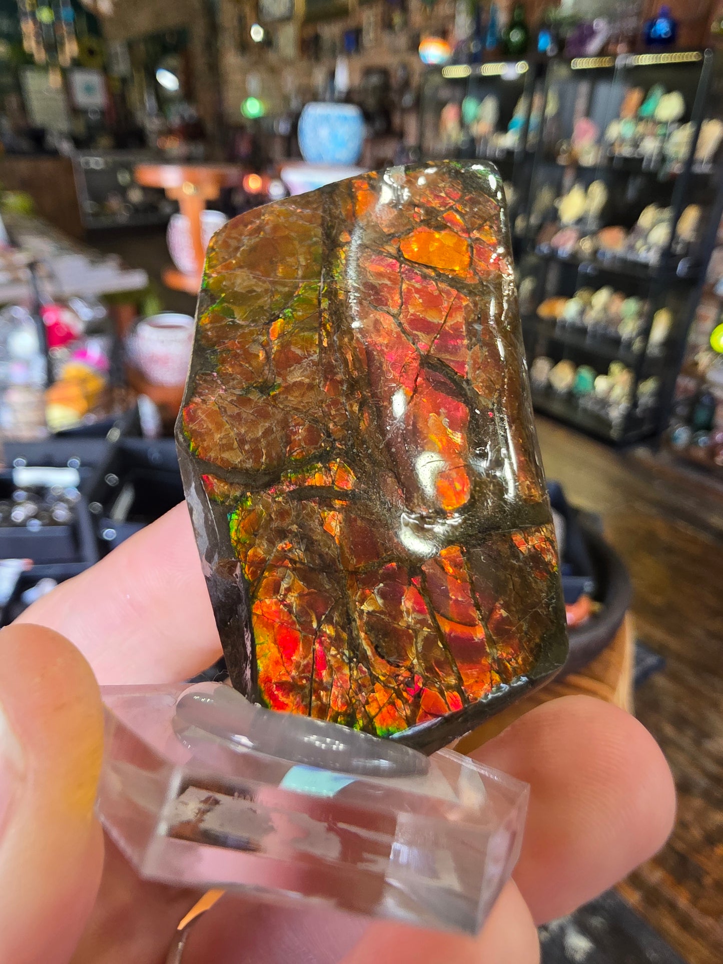 Ammolite