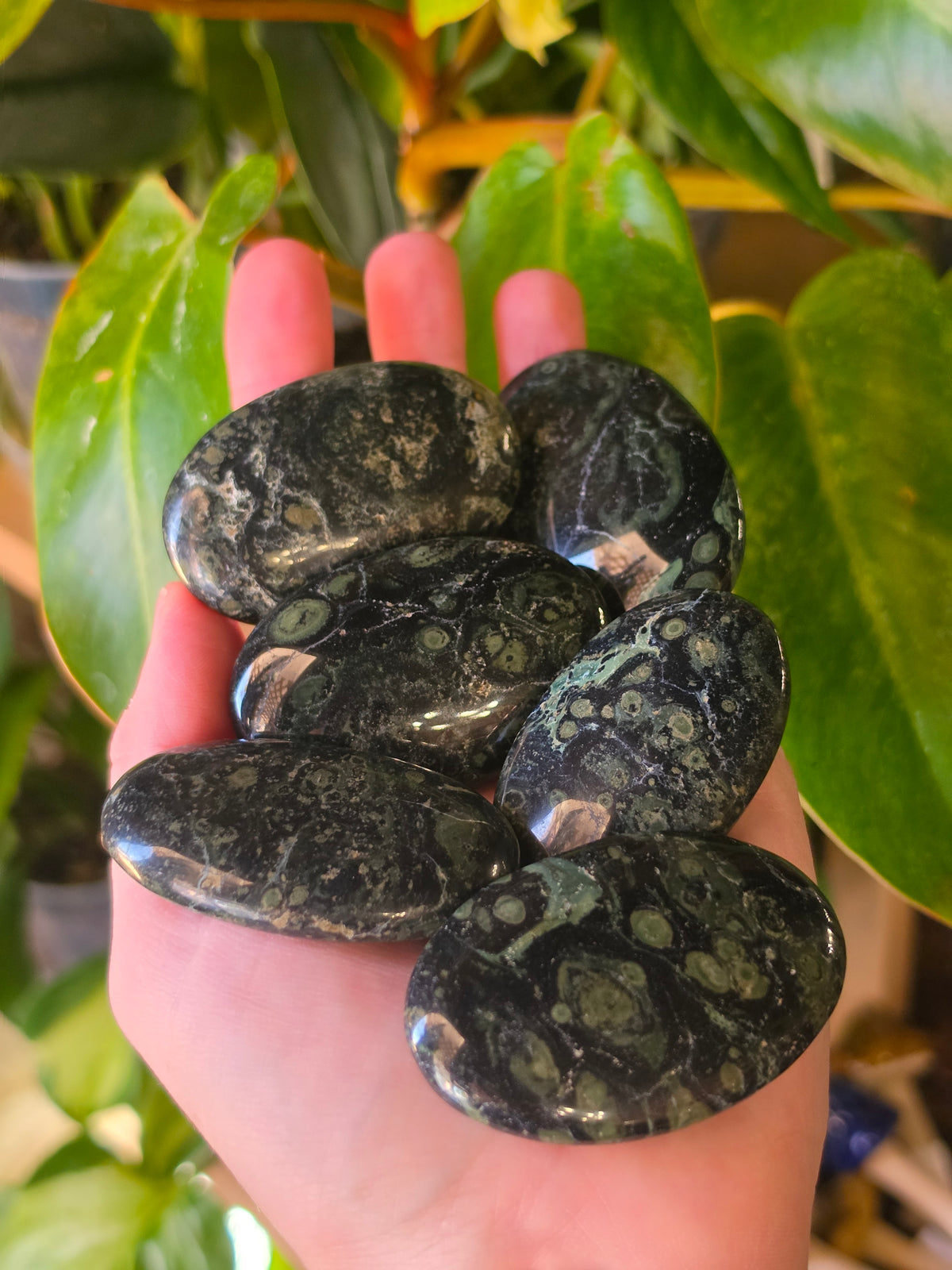Kambaba Jasper Palmstone