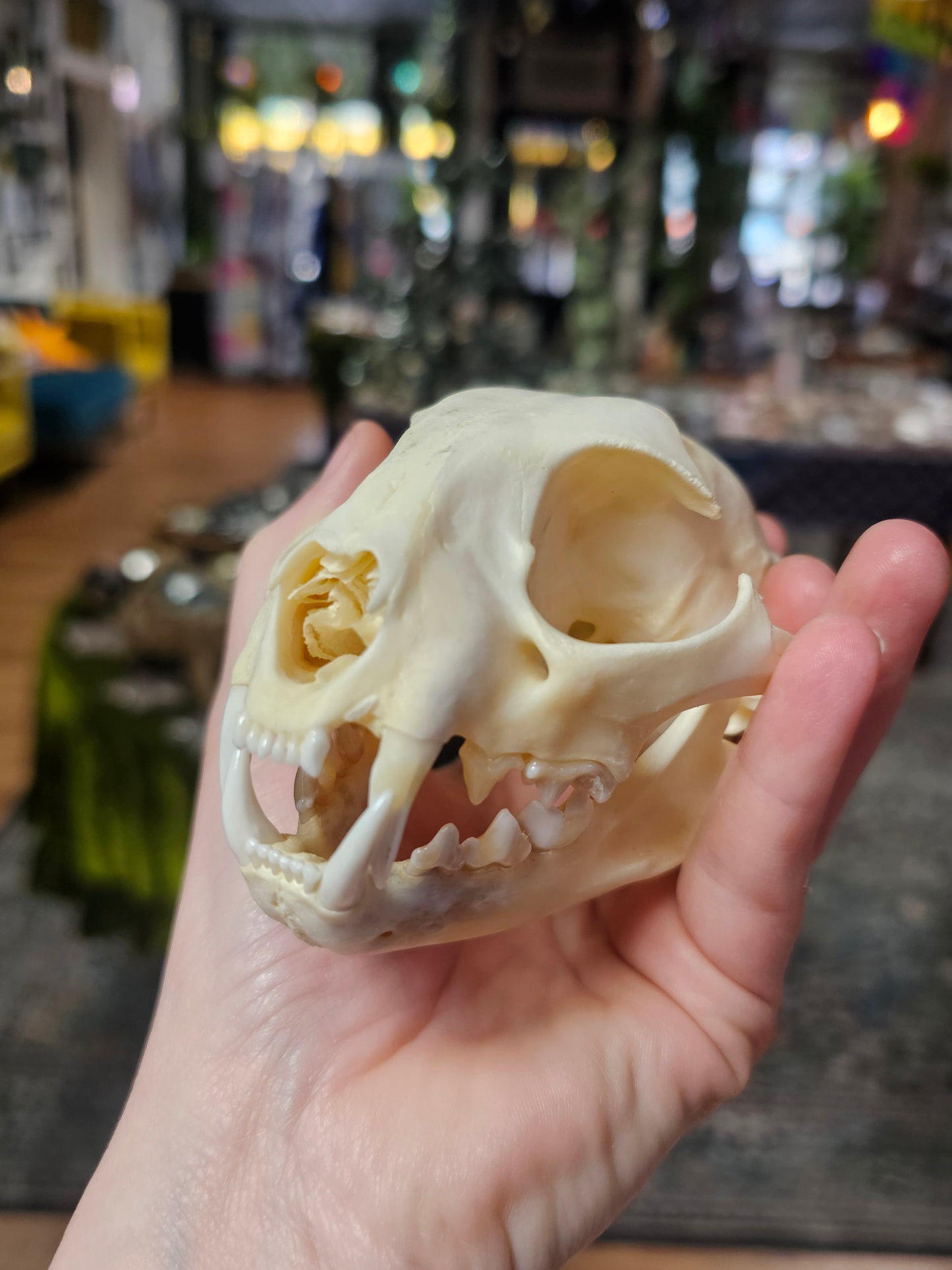 Bobcat Skull Specimen