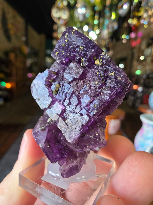 Pyrite on Fluorite