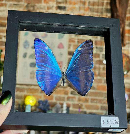 Framed Morpho