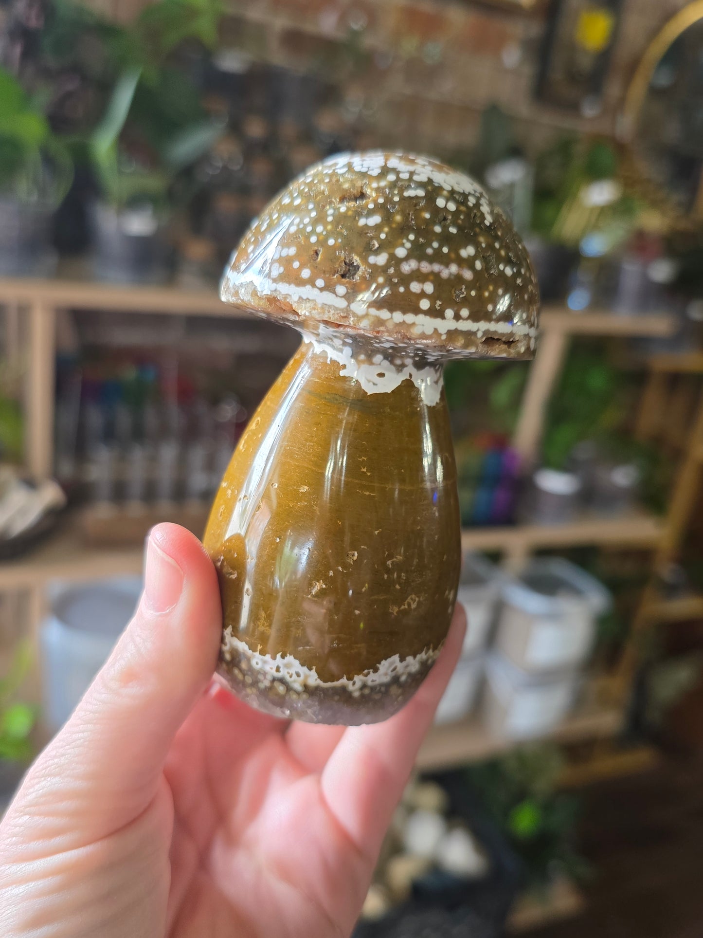 Orbicular Jasper Mushroom