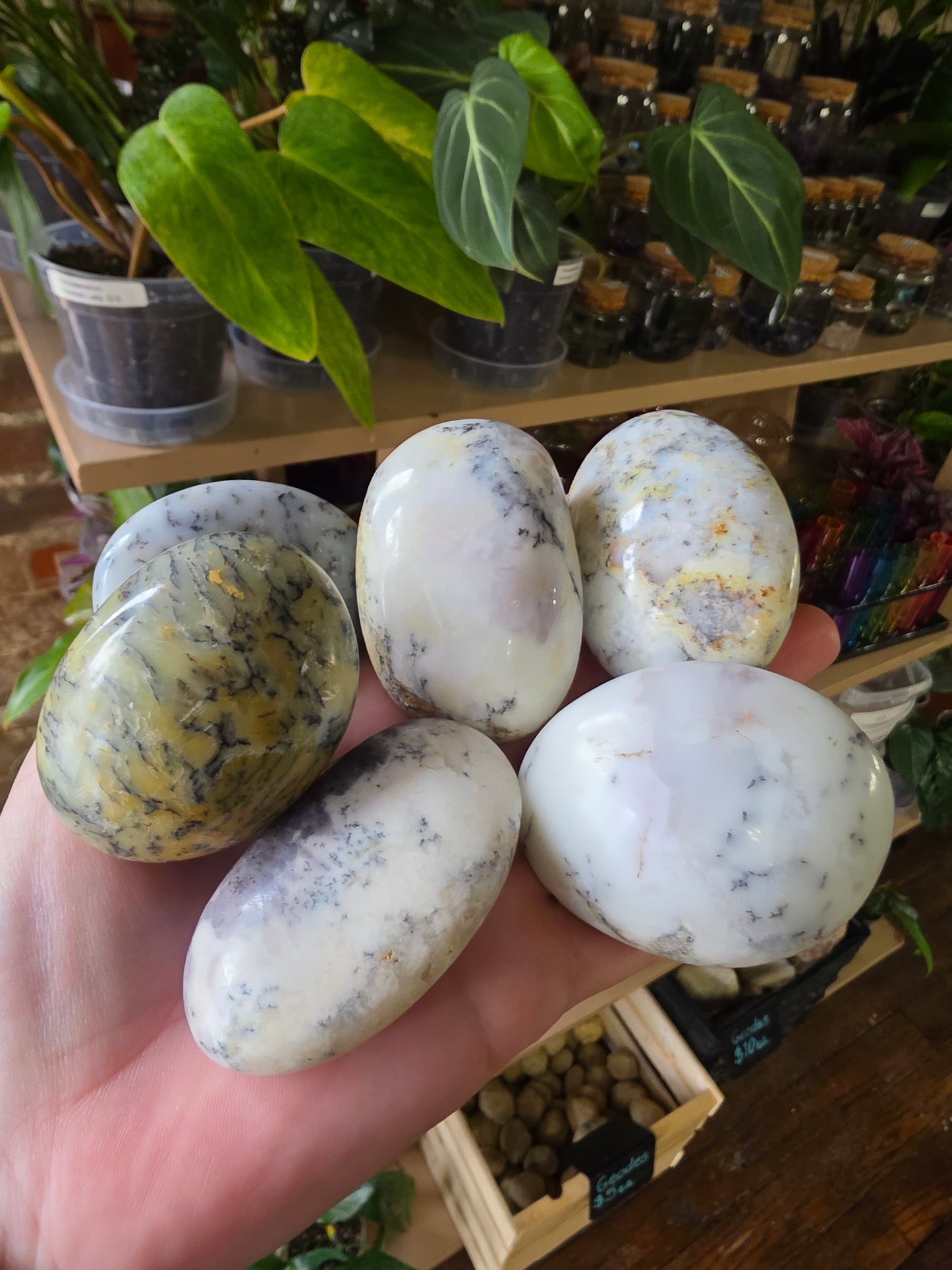 Dendritic Common Opal Palm Stone