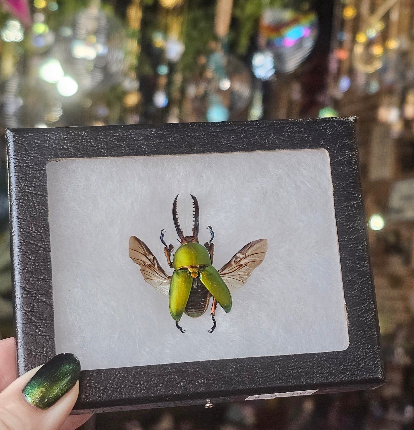 Framed Arfak Stag Beetle