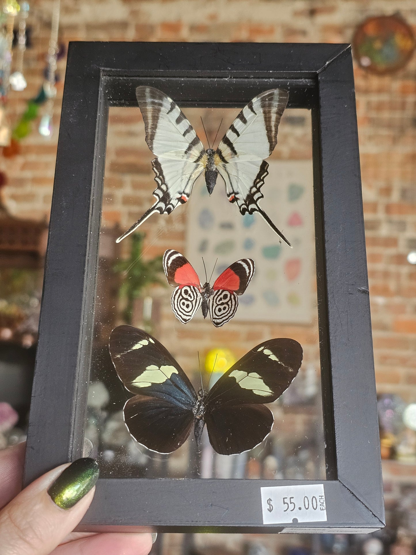Framed Butterfly Variety