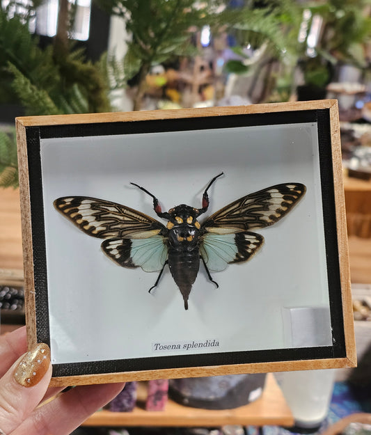 Framed Green Cicada