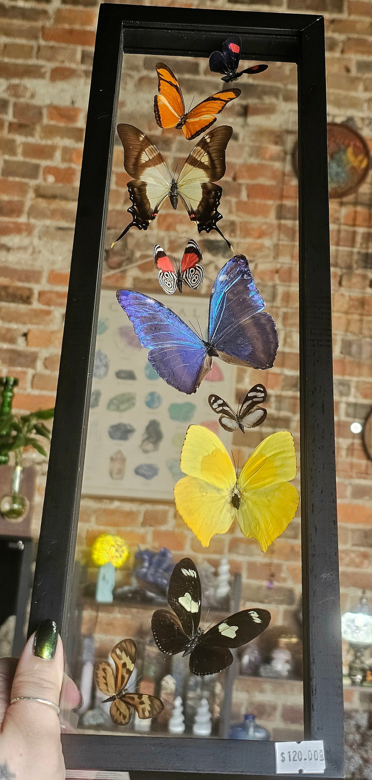 Framed Butterfly Variety