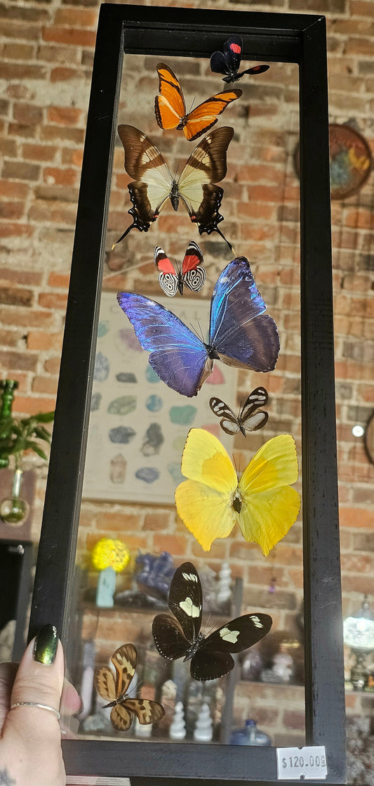 Framed Butterfly Variety