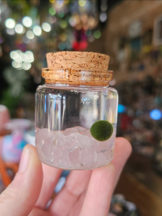 Small Marimo Moss Ball