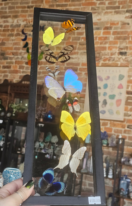 Framed Butterfly Variety