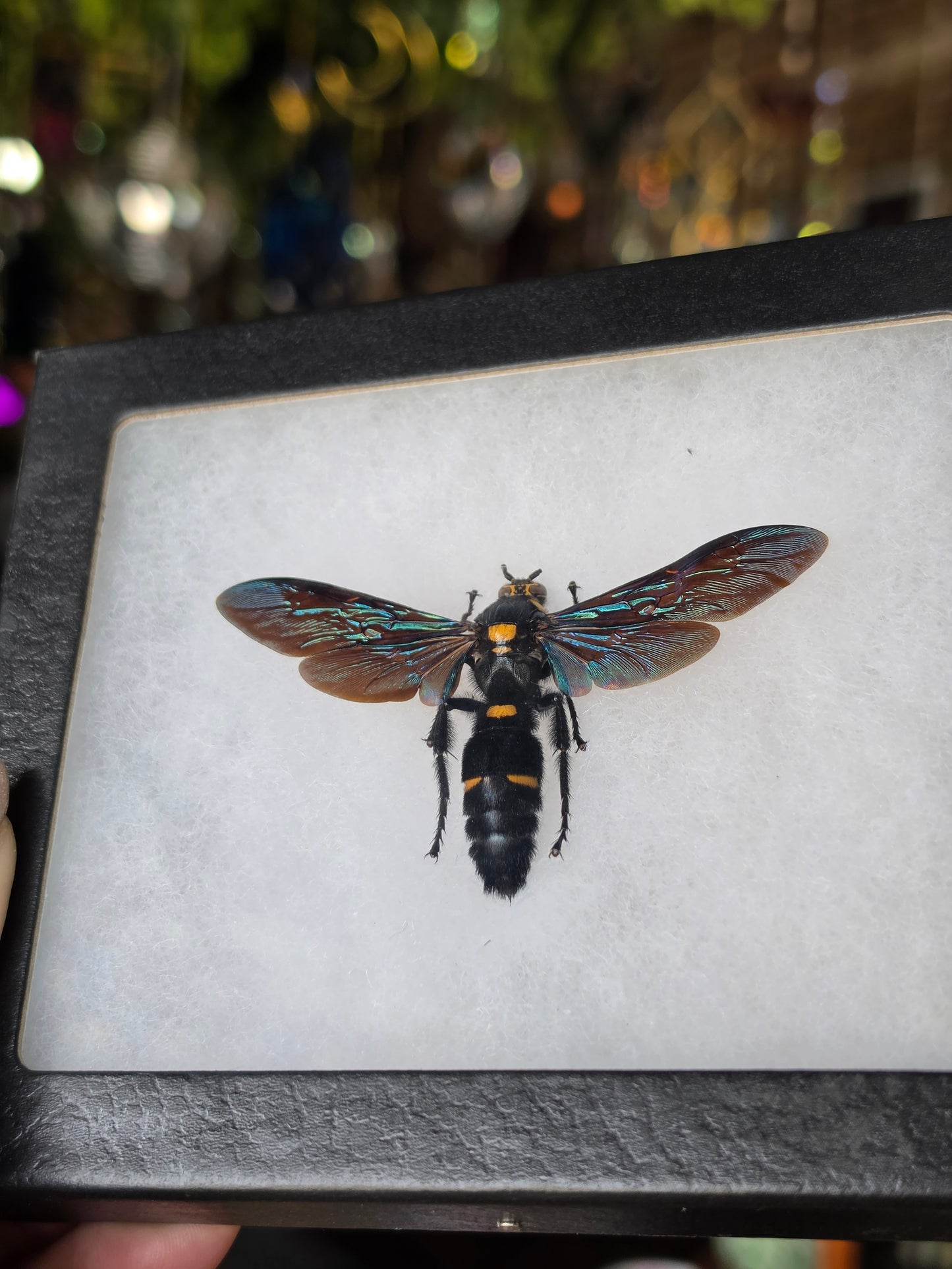 Giant Scoliid Wasp