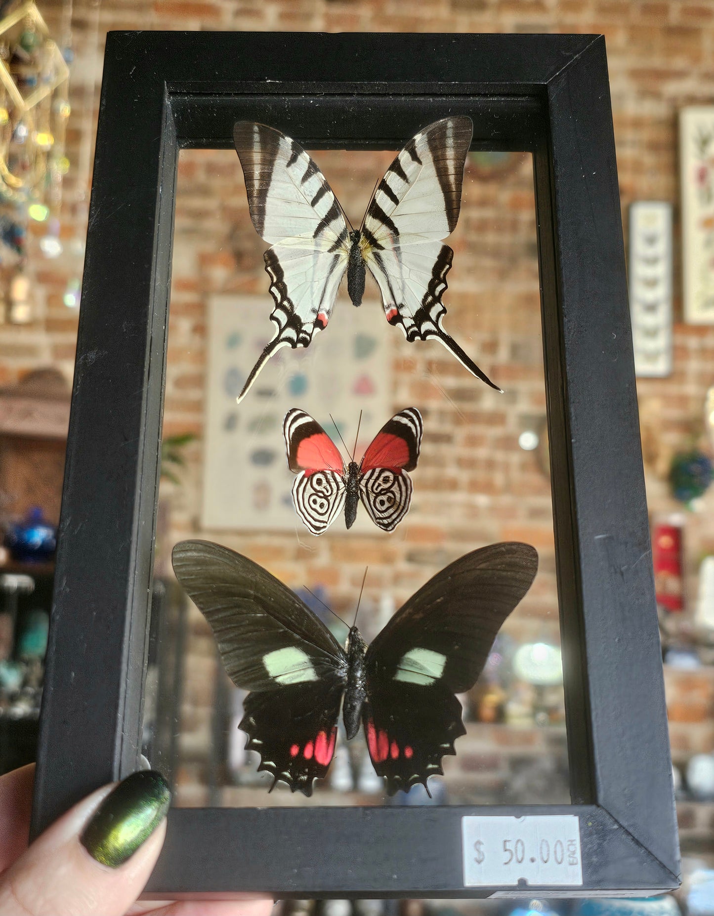 Framed Butterfly Variety
