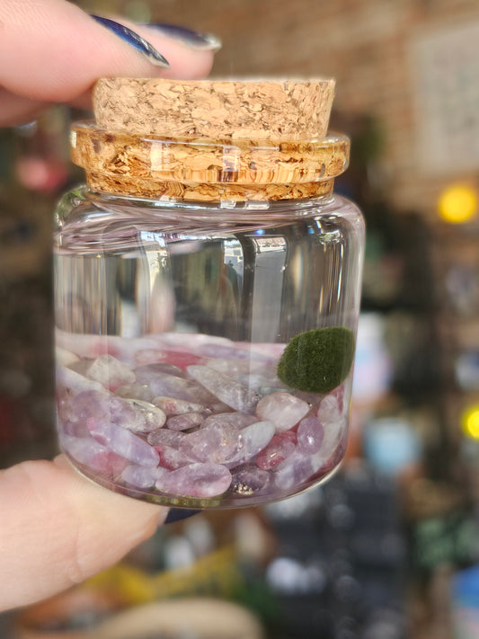 Small Marimo Moss Ball