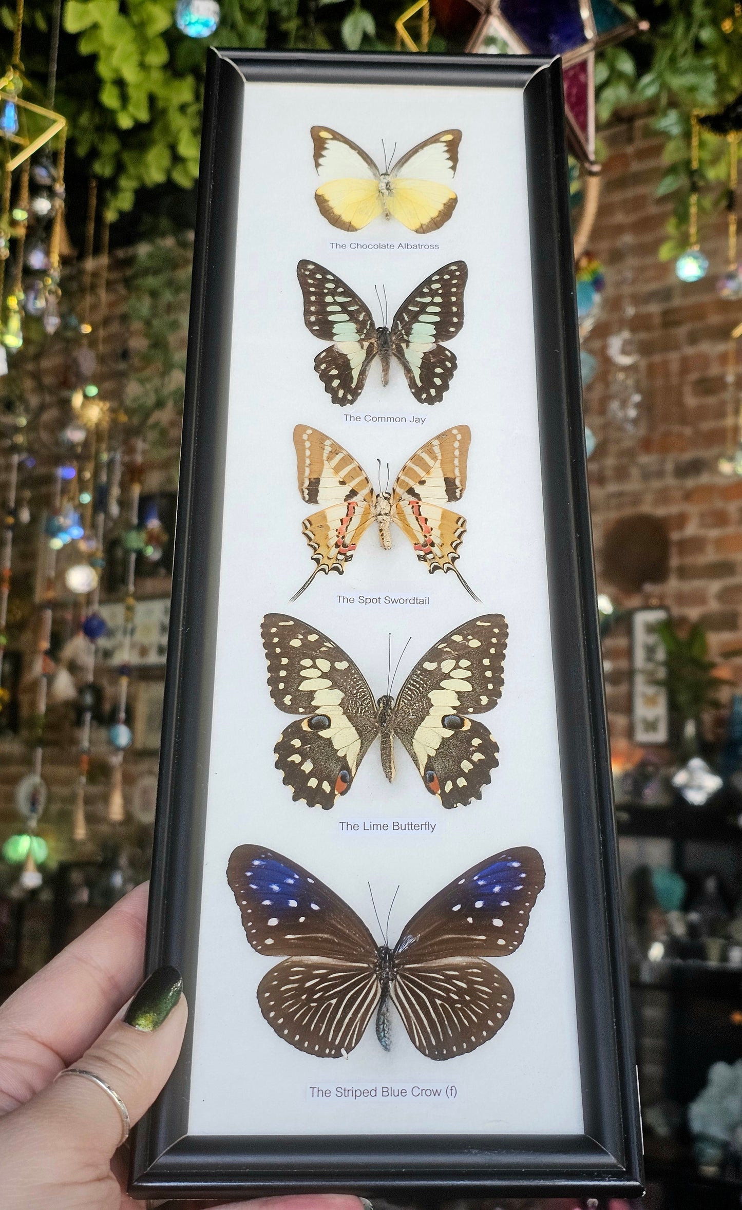 Framed Butterfly Variety