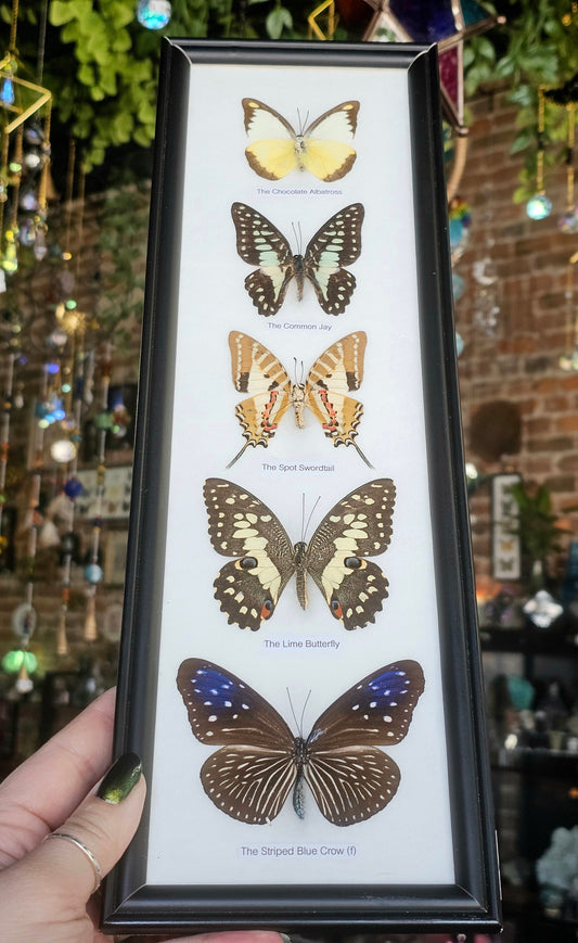 Framed Butterfly Variety