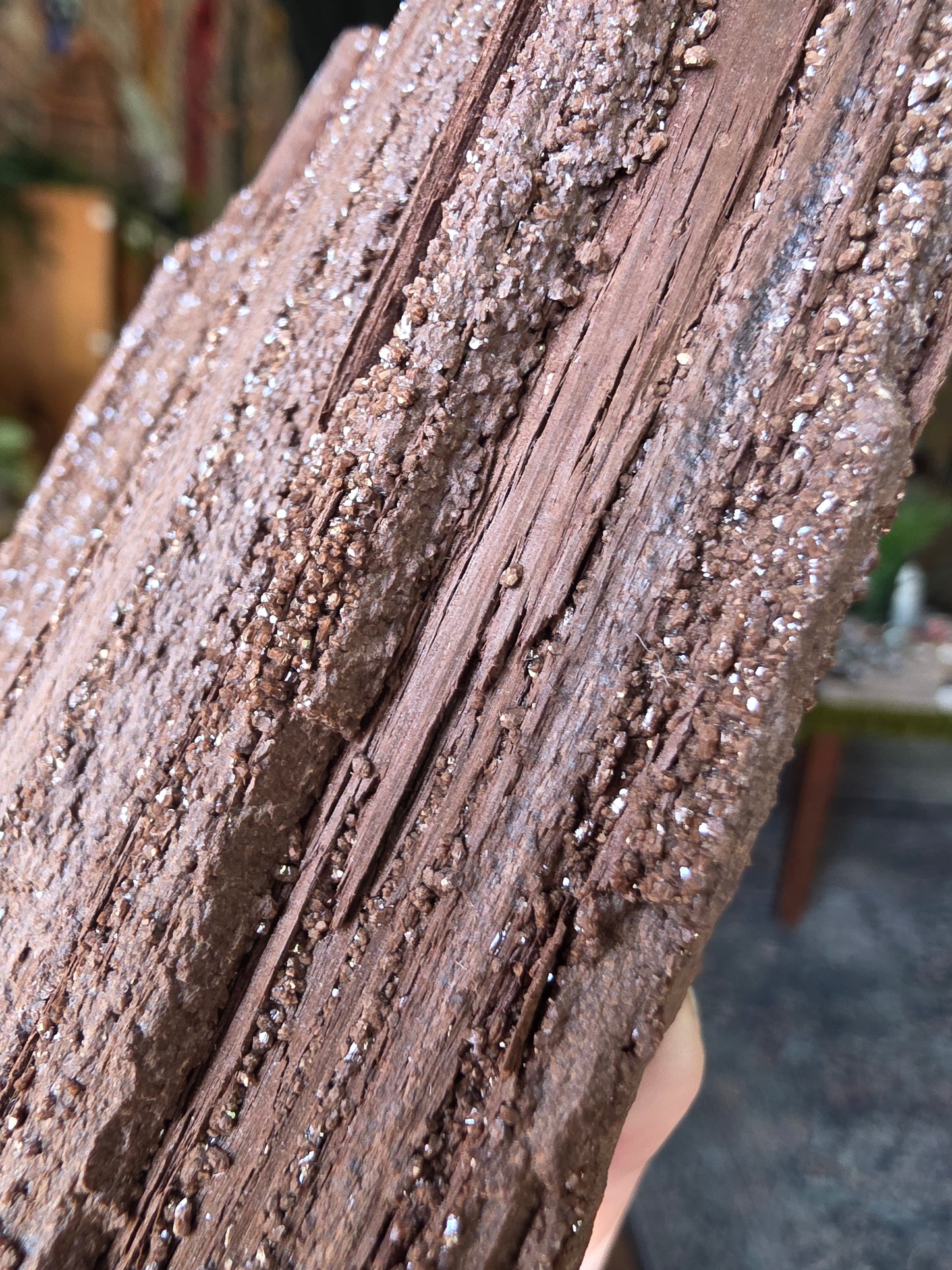 Permineralized Wood