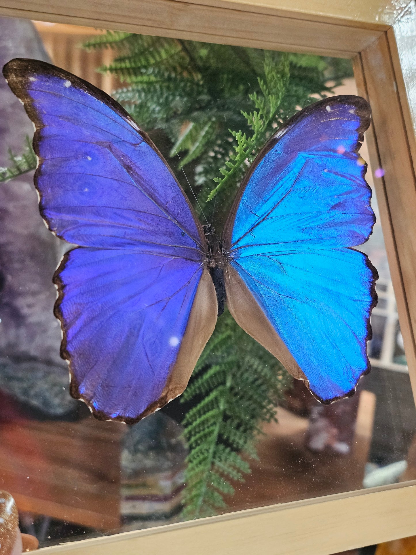 Framed Morpho Butterfly