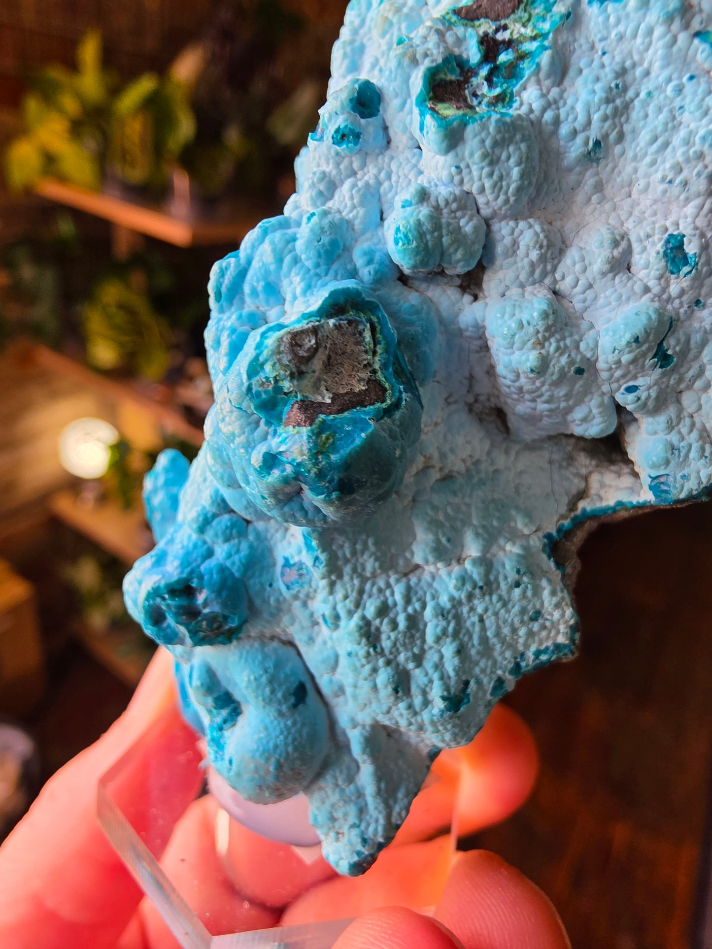 Chrysocolla and Malachite