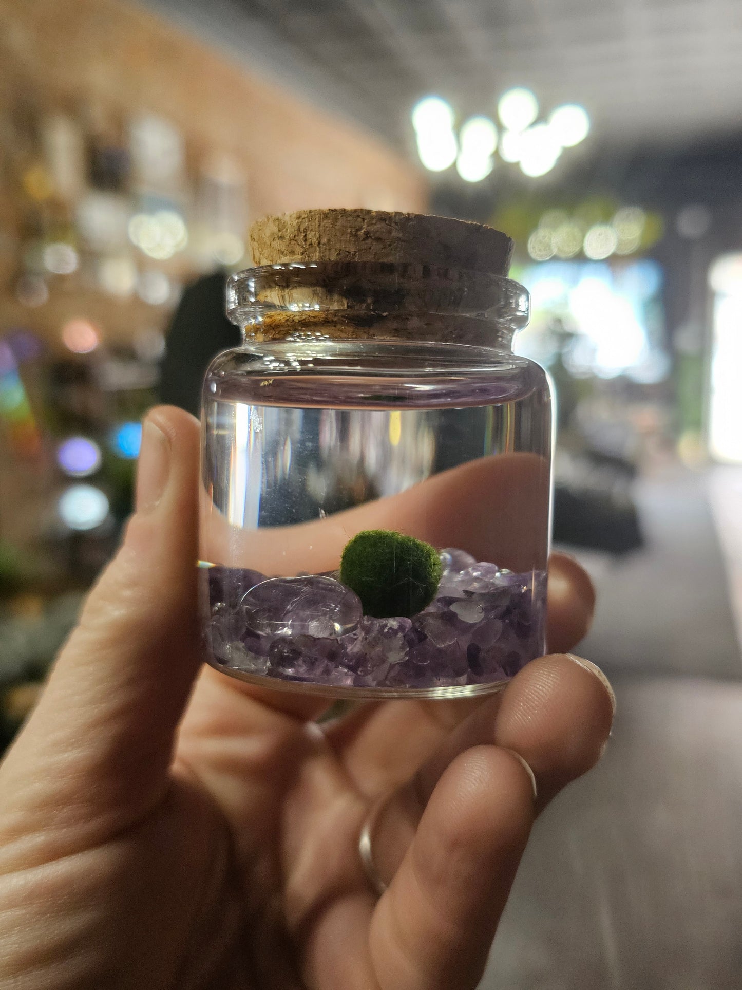 Small Marimo Moss ball