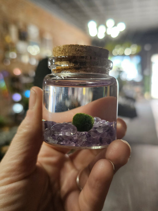 Small Marimo Moss ball