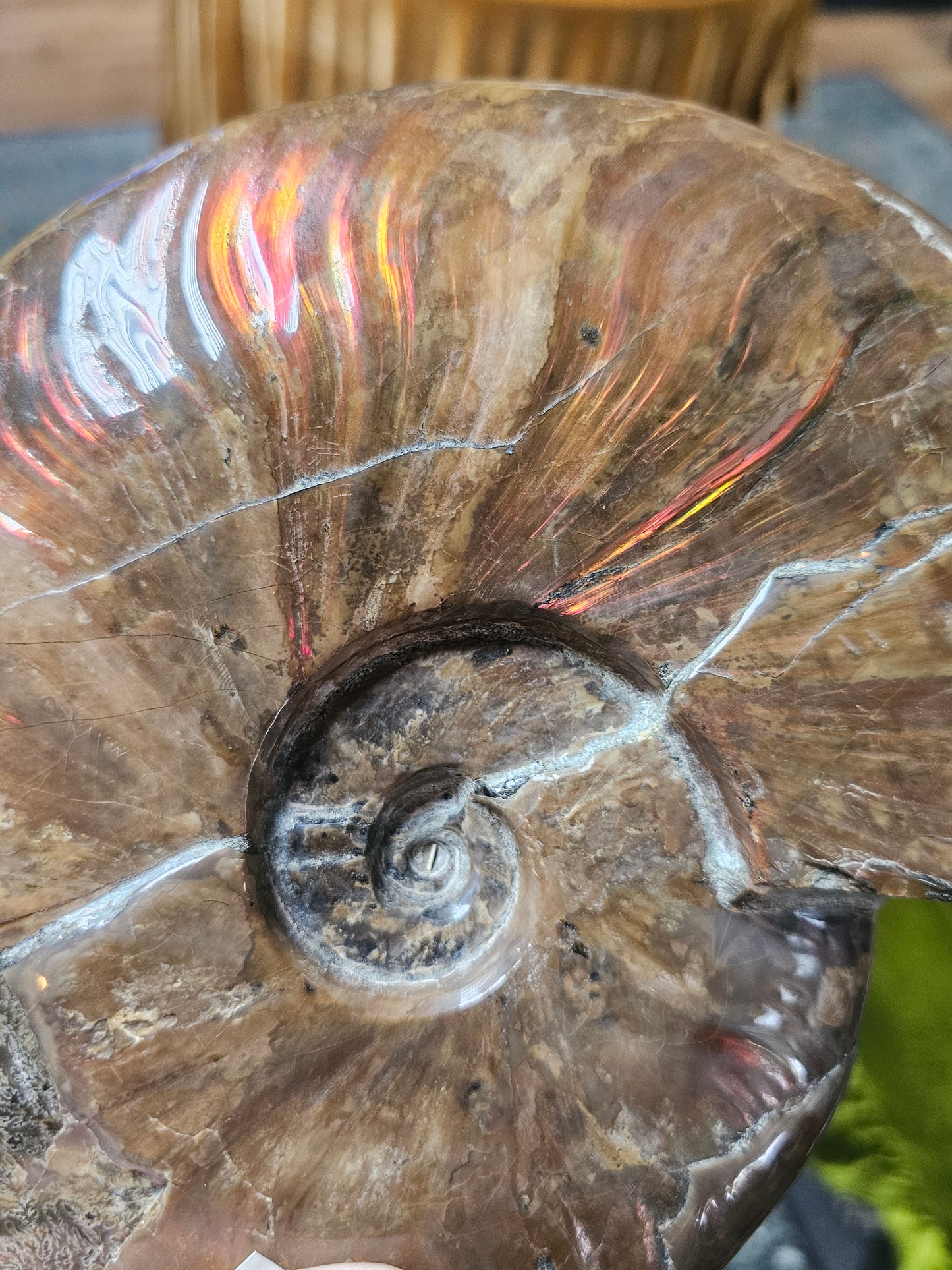 Irredescent Ammonite