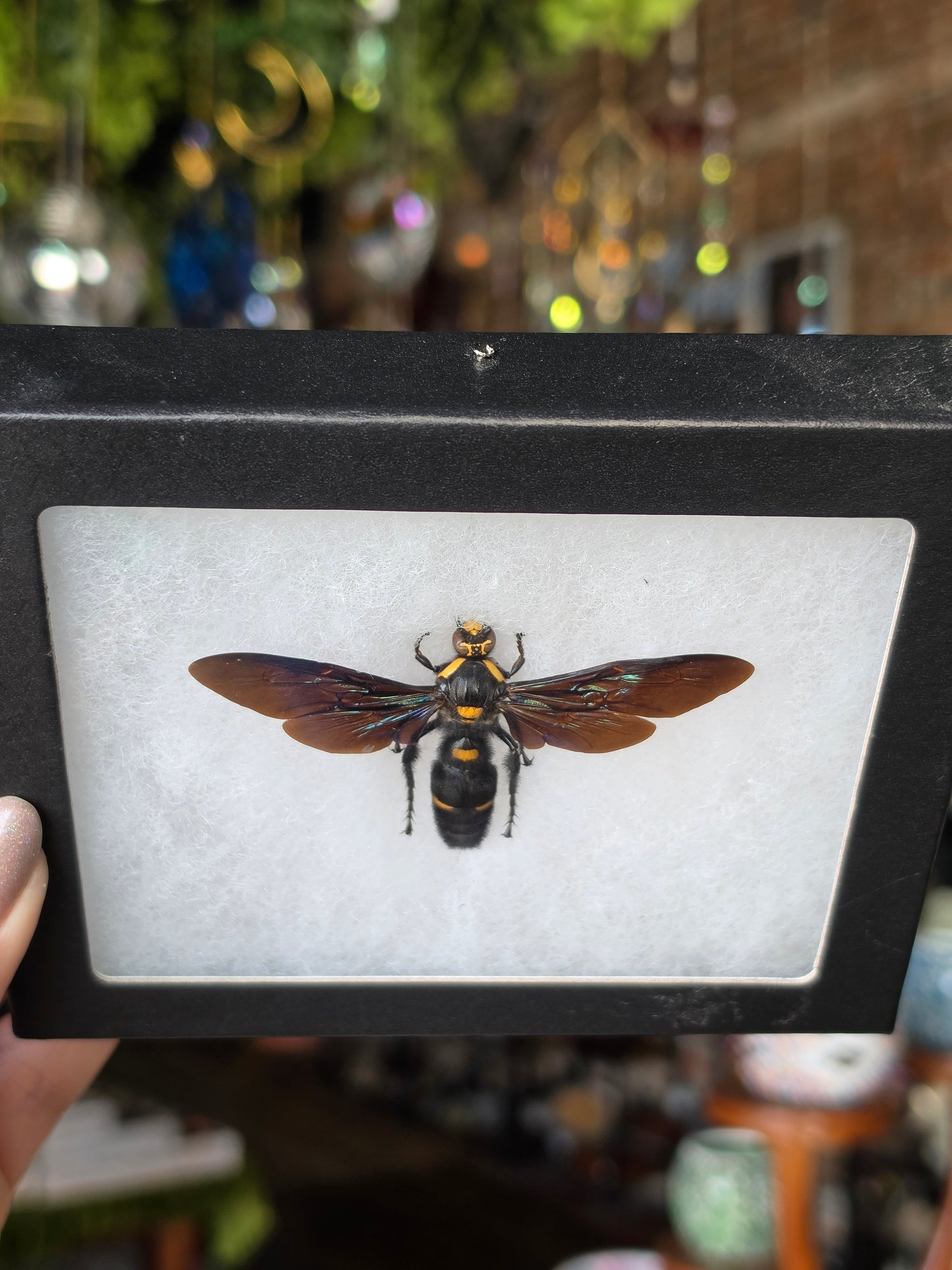 Giant Scoliid Wasp
