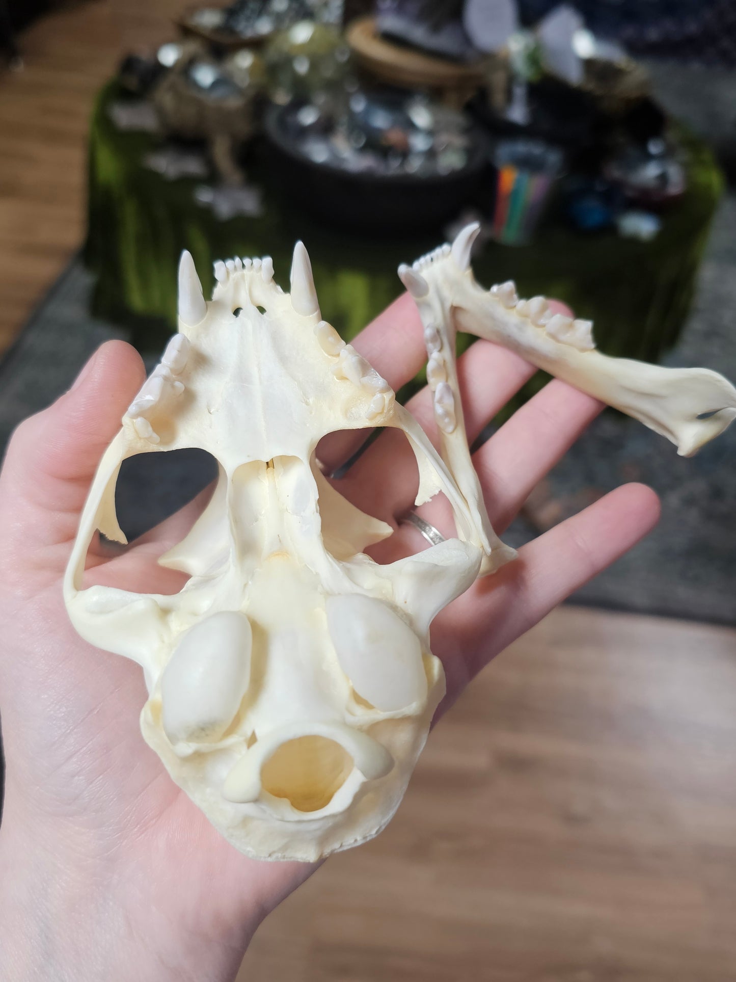 Bobcat Skull Specimen