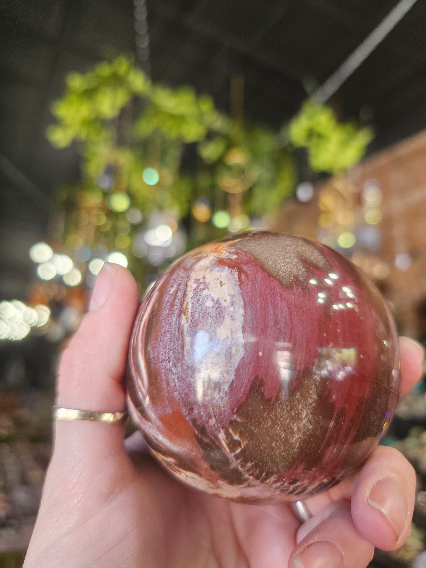 Petrified Wood  Sphere