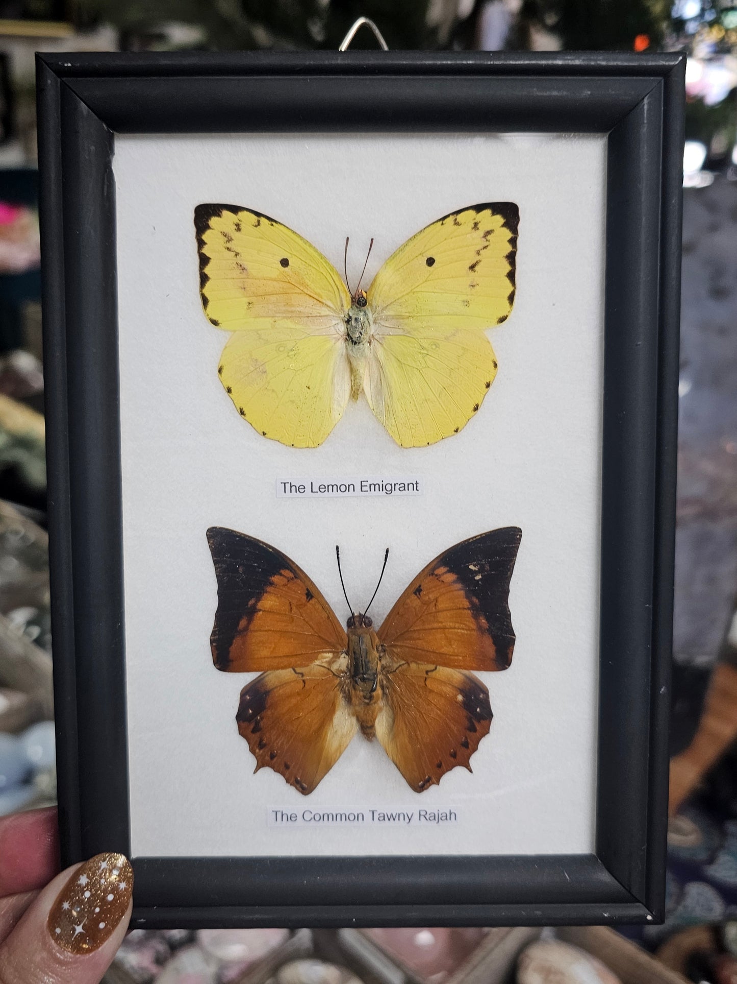 Framed Butterfly Variety